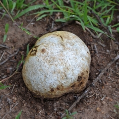 Agaricus deserticola