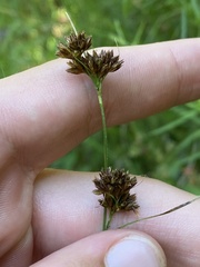 Rhynchospora capitellata