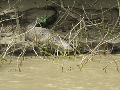 Crocodylus moreletii