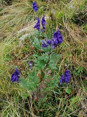 Aconitum variegatum