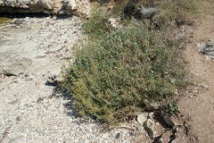 Atriplex verrucifera