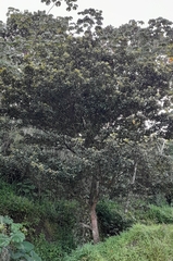 Byrsonima crassifolia