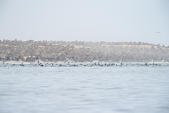 Arctocephalus pusillus pusillus