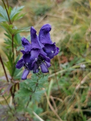 Aconitum variegatum