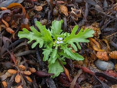 Cakile arctica