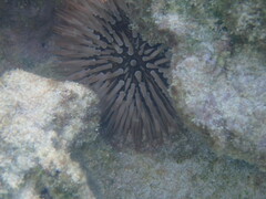 Echinometra mathaei