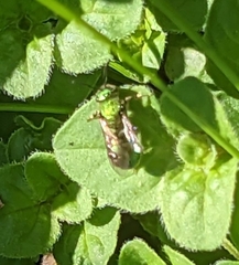Augochlorella aurata