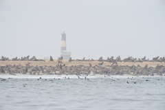 Arctocephalus pusillus pusillus