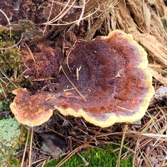 Phaeolus