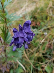 Aconitum variegatum
