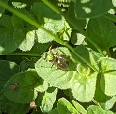 Augochlorella aurata