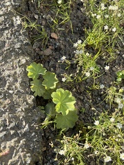 Alchemilla vulgaris