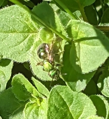 Augochlorella aurata