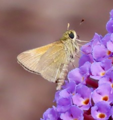 Polites themistocles