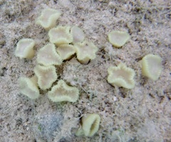 Palythoa