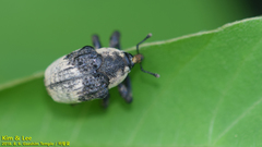 Sternuchopsis trifida