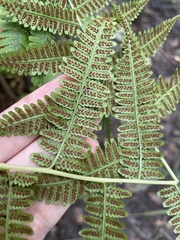 Athyrium asplenioides