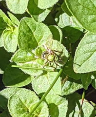 Augochlorella aurata