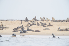 Arctocephalus pusillus pusillus