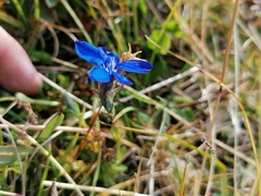 Gentiana bavarica bavarica