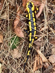 Salamandra salamandra