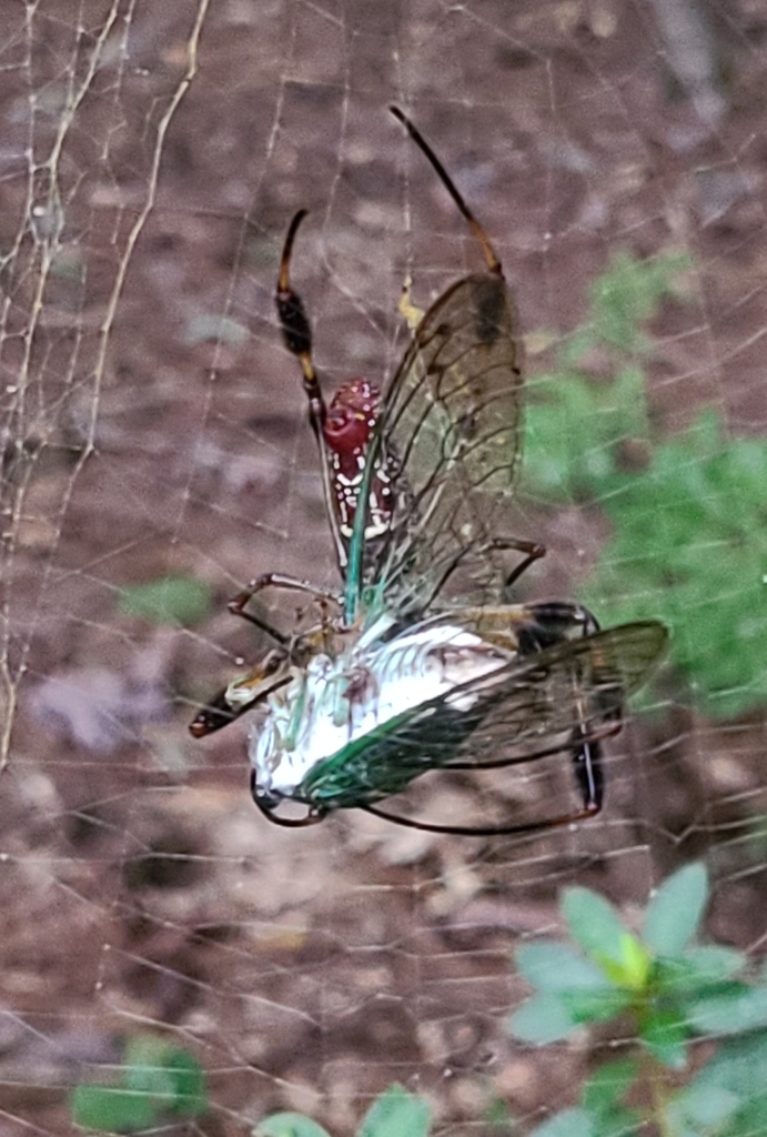 Cicadas from Pine Mountain, GA 31822, USA on August 30, 2022 at 0739