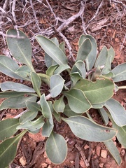 Penstemon pachyphyllus