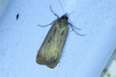 Tathorhynchus exsiccata