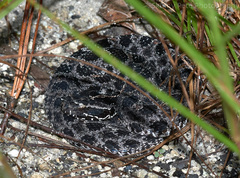 Sistrurus miliarius barbouri