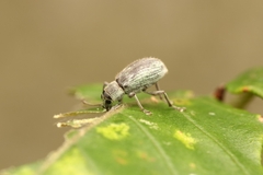Cyrtepistomus castaneus