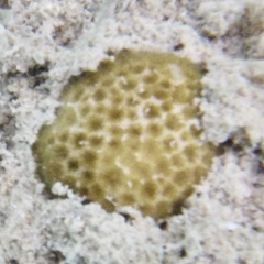 Scleractinia