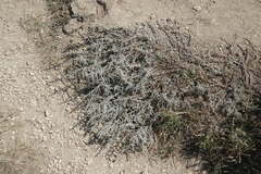 Artemisia lercheana