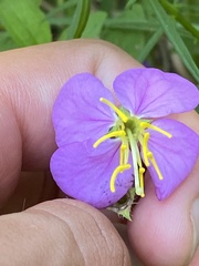 Rhexia virginica