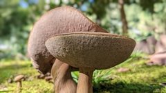 Tylopilus felleus