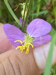 Rhexia virginica