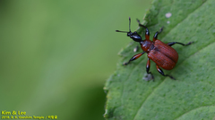 Apoderinae