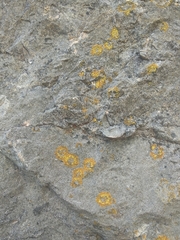 Leproplaca cirrochroa