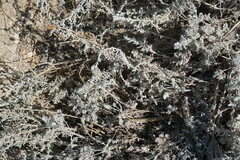 Artemisia lercheana