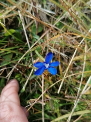 Gentiana bavarica bavarica