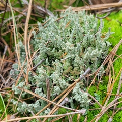 Cladonia squamosa