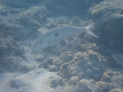 Mulloidichthys flavolineatus