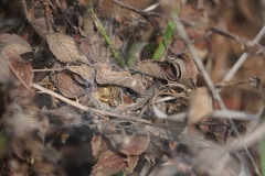 Allagelena gracilens
