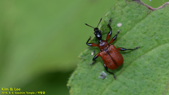 Apoderinae