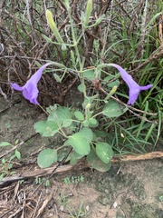 Ruellia occidentalis