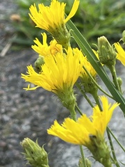 Hieracium umbellatum