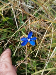 Gentiana bavarica bavarica