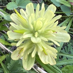 Castilleja unalaschcensis