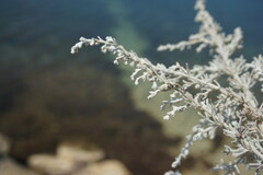 Artemisia lercheana