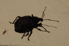 Otiorhynchus sulcatus