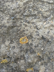 Leproplaca cirrochroa